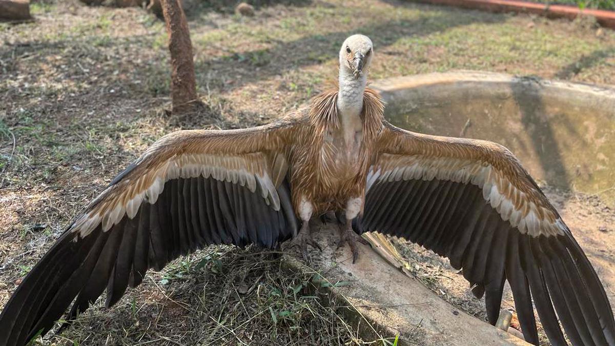 Hosapete bird-watcher rescues injured Eurasian Griffon vulture, rarely found in south India