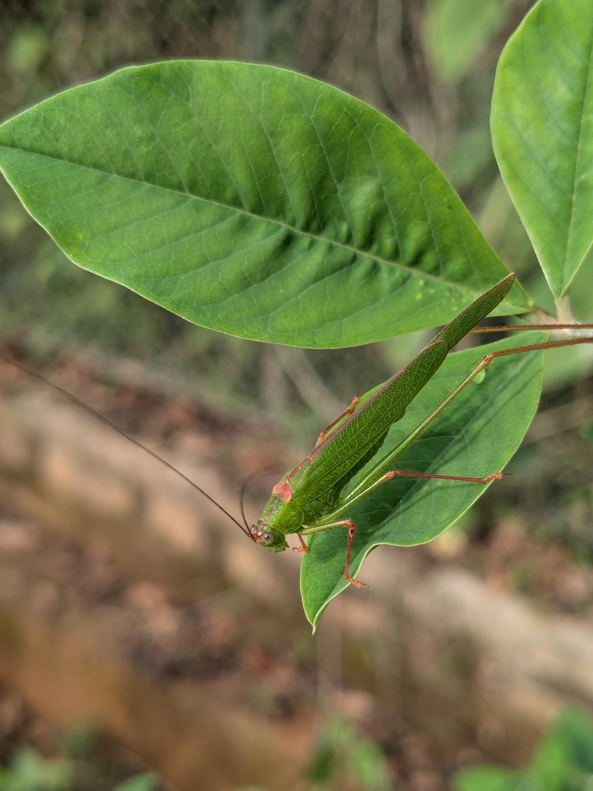 Leaf Katydid Vena Leaf Katydid Vena