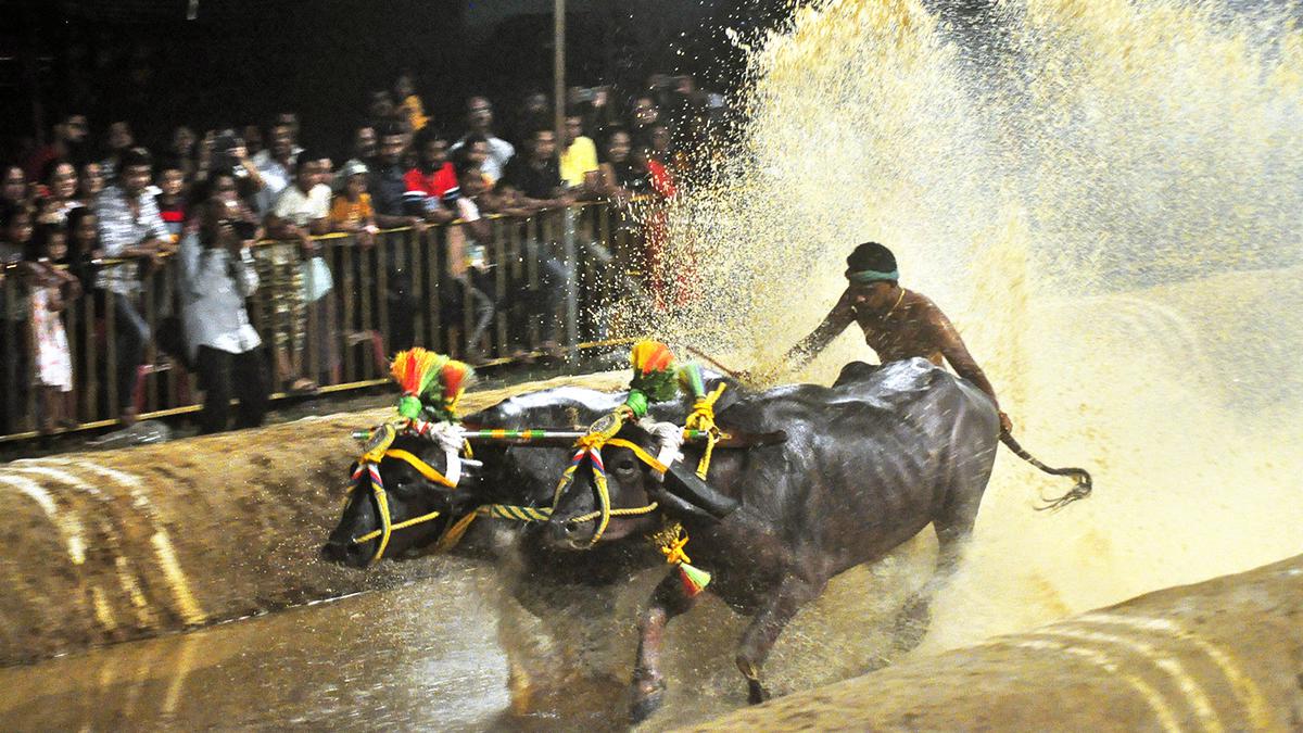 Bengaluru Kambala to attract stars including Aishwarya Rai and Anushka Shetty