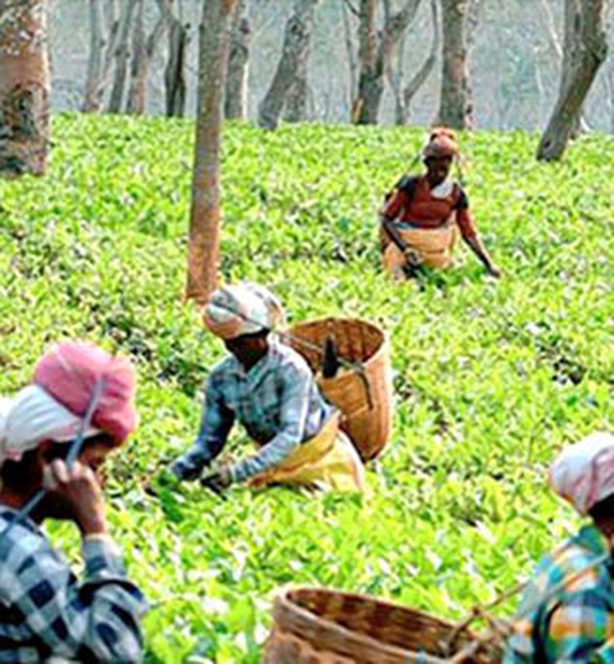 Tea Board seeks ₹1,000 crore for next five years for the industry 