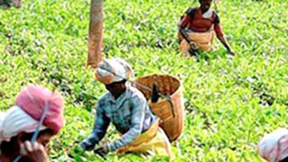 Tea Board seeks ₹1,000 crore for next five years for the industry