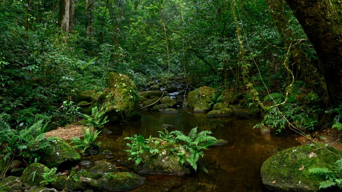 23 years on, six forest officials await justice in Mathikettan issue
