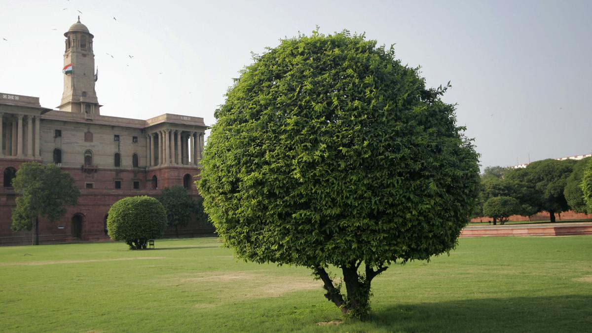 The forgotten hedges of Lutyens’ Delhi