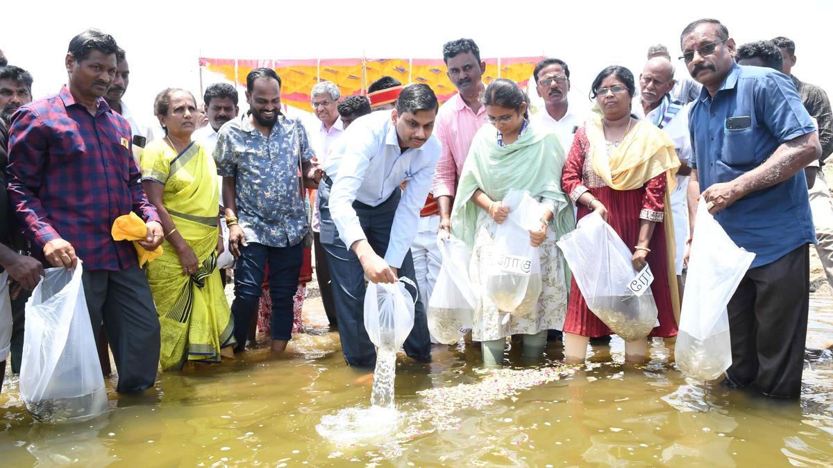 Four lakh fingerlings released into Mettur Dam