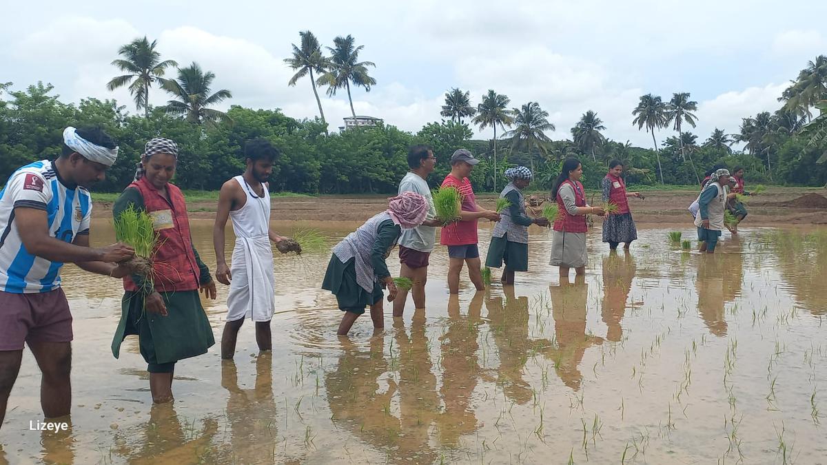 A group from Cochin Shipyard planting paddy at the State Seed Farm in Aluva, Kochi 