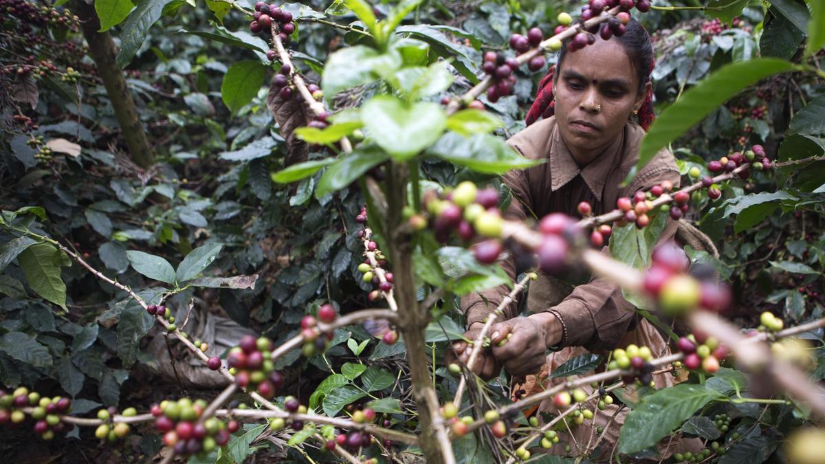 Incessant rains may bring India’s coffee output down by 30,000 tonnes: KPA