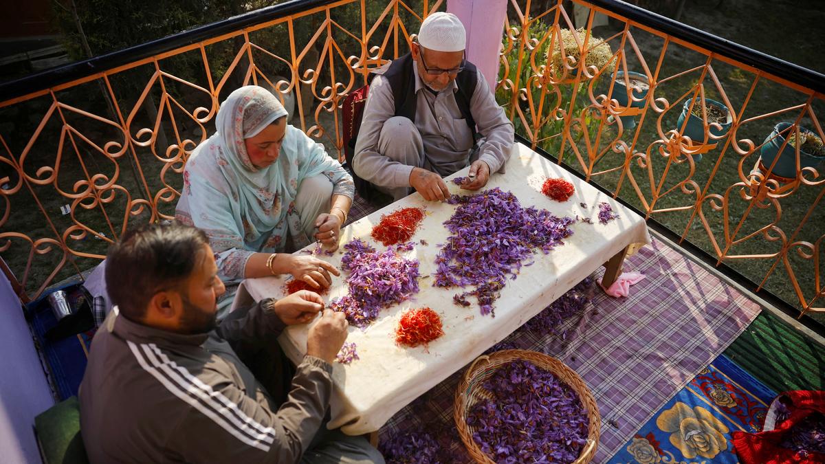 Kashmir’s saffron growers experiment with indoor farming as climate pressures mount