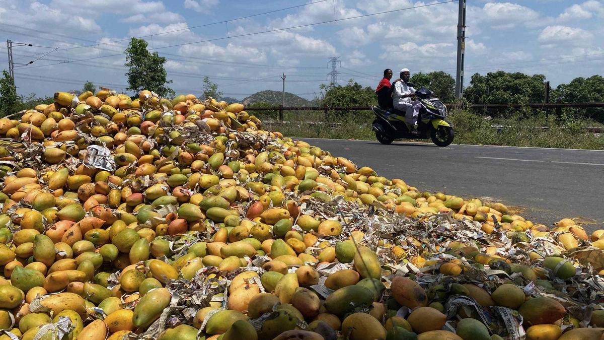 Chittoor mango farmers fear repeat of 2025 price crisis following gales