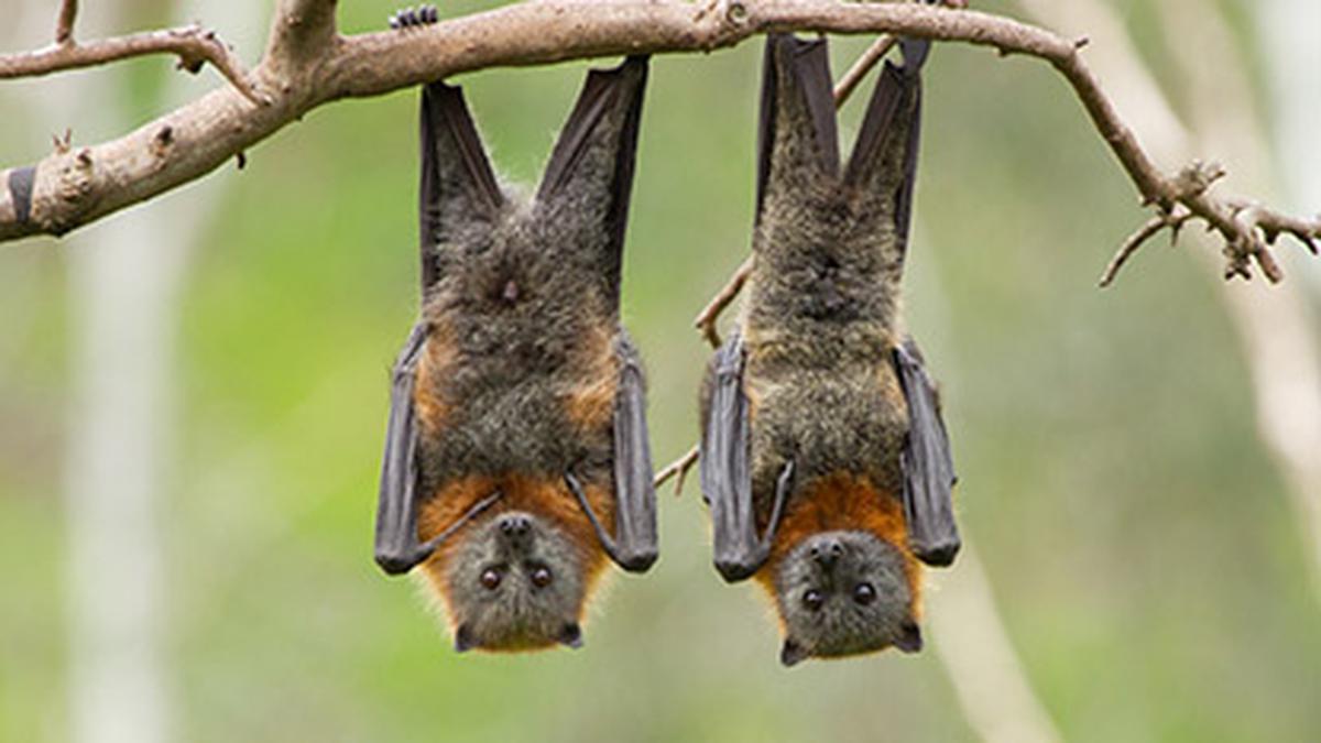 How bat genomes provide insights into immunity and cancer
Premium