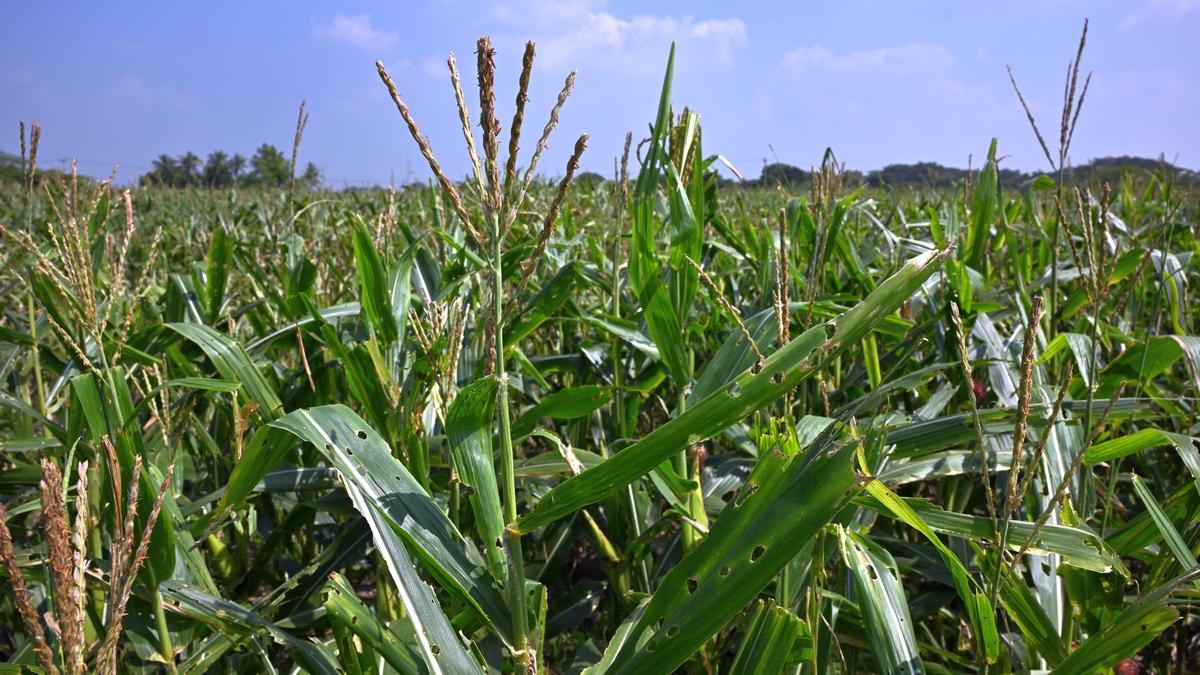 Tamil Nadu revokes 1% market cess levied on maize