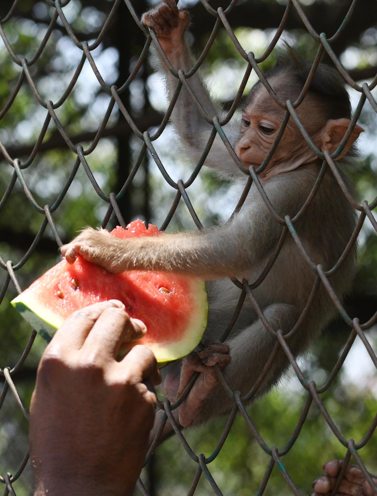 “Once a macaque has tasted human food, her life has changed forever,” says Sinha. “Once a macaque has tasted human food, her life has changed forever,” says Sinha.