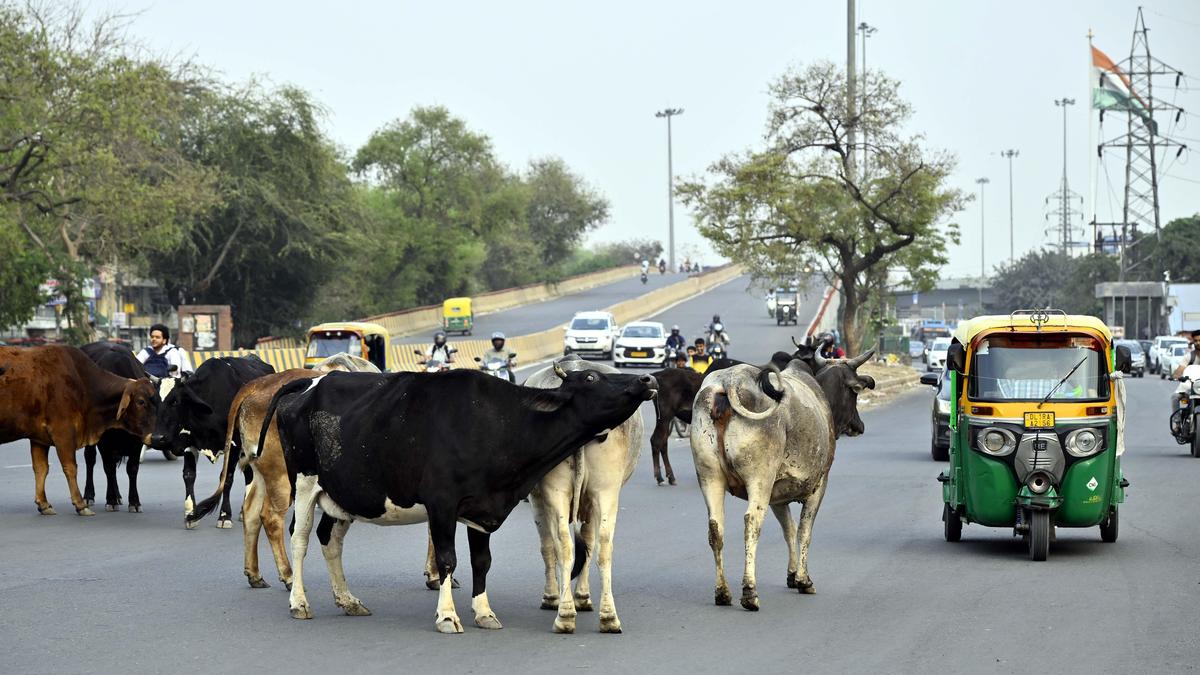 Supreme Court seeks response from Centre, others on plea to prevent cattle intrusion on highways