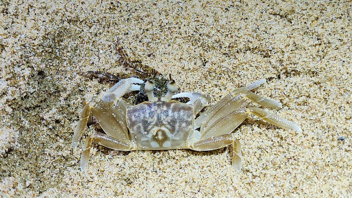 Visakhapatnam researchers document unique predatory behaviour of horn-eyed ghost crab