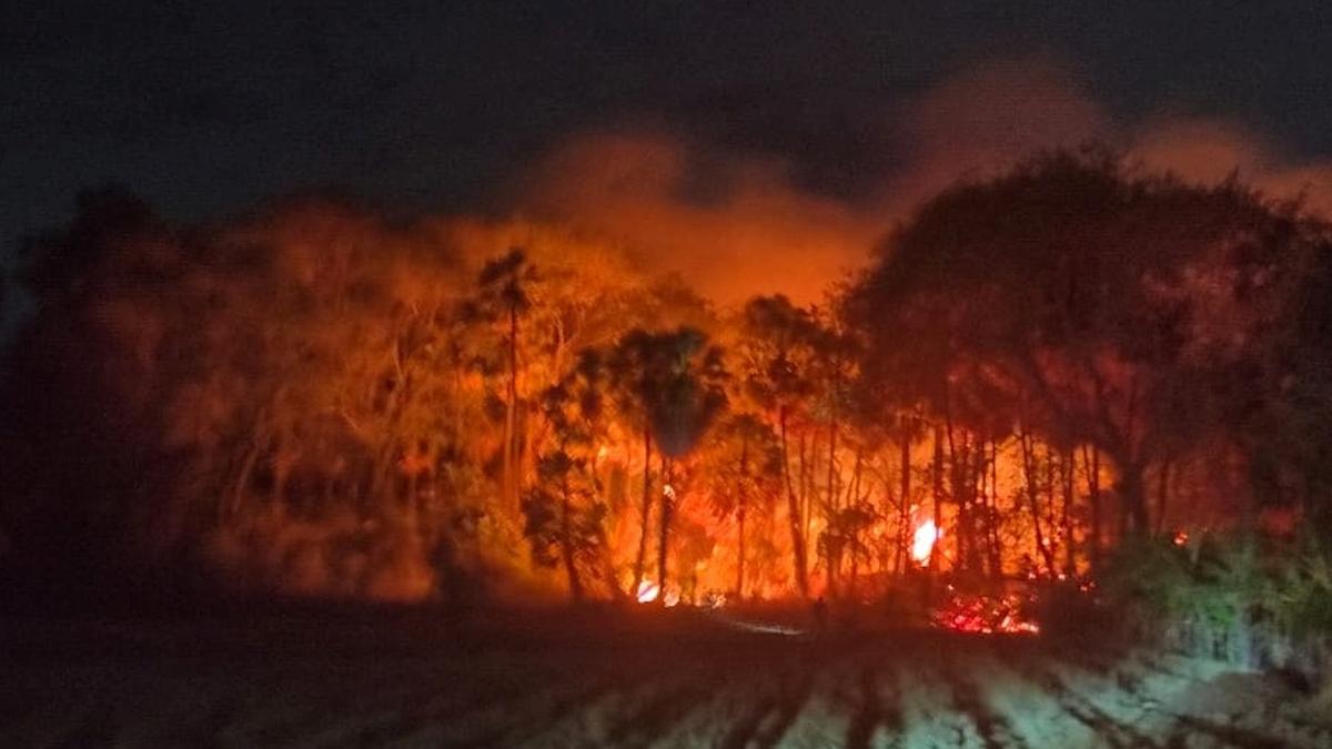 Fire destroys palmyrah trees