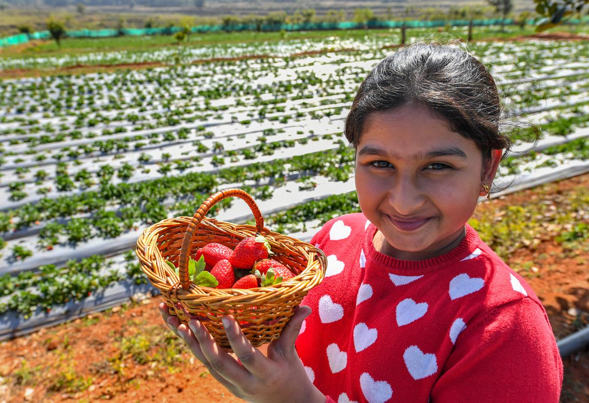 Visitors going around the strawberry farm at Pedalabudu village near Araku, 130 km from Visakhapatnam, where the strawberry picking has become a popular seasonal activity this winter.  