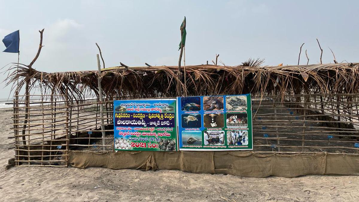 Stage set for Olive Ridley turtles safe nesting at Nagayalanka, Sorlagondi in Krishna district