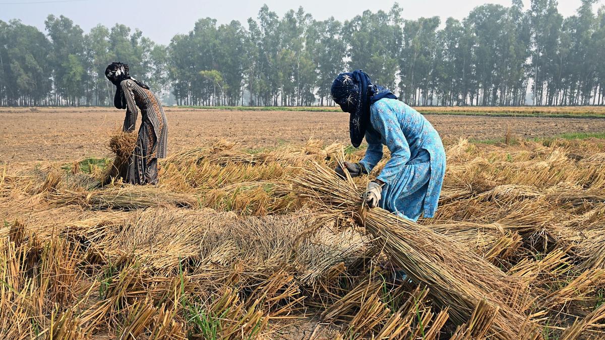 Political Battleground: Complexity and Caste Dynamics in Haryana's Assembly Elections