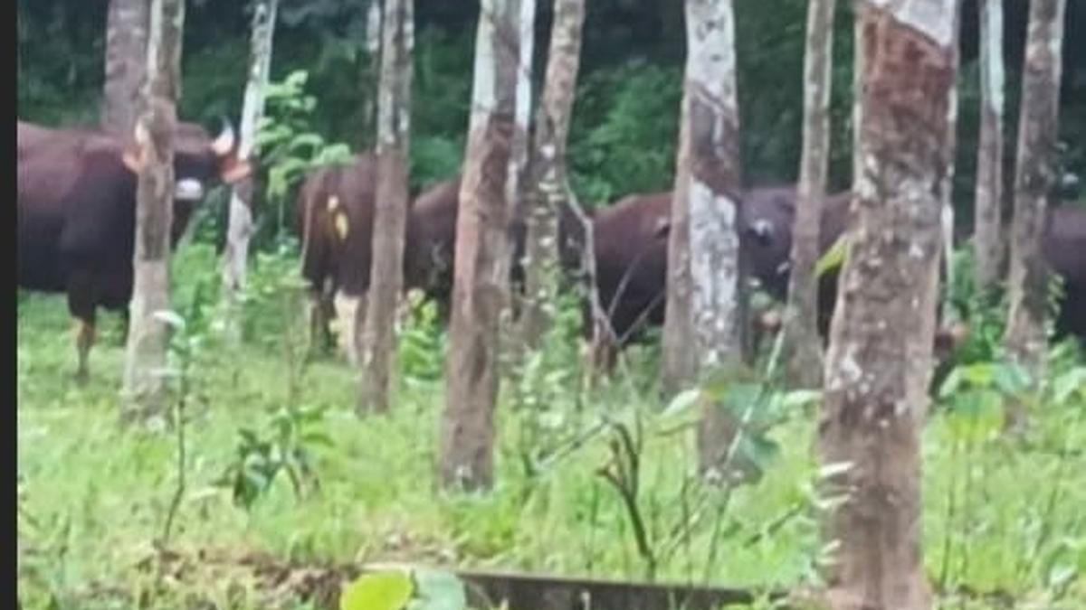 Bison keep Kulathupuzha village on tenterhooks