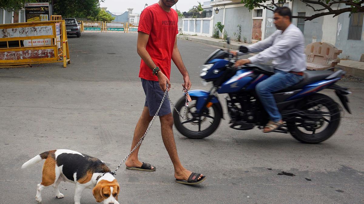 Licensing of pet dogs abysmally low in Puducherry
