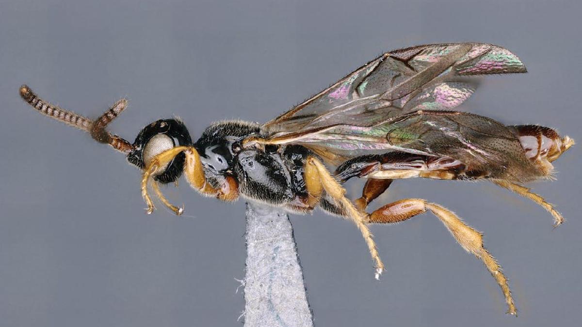 Researchers discover five new species of the Darwin wasp