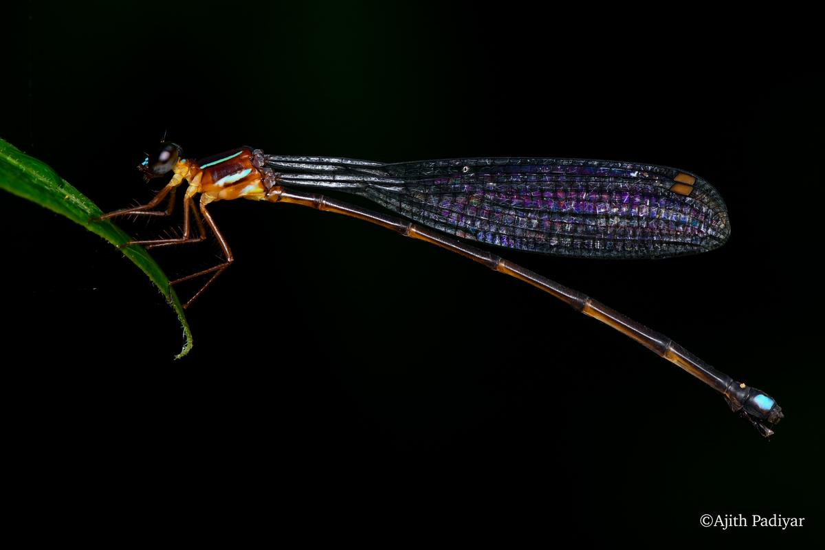 The saffron reedtail were found in the forests along the Nethravati river in Madhugundi village in Chikkamagaluru district.  