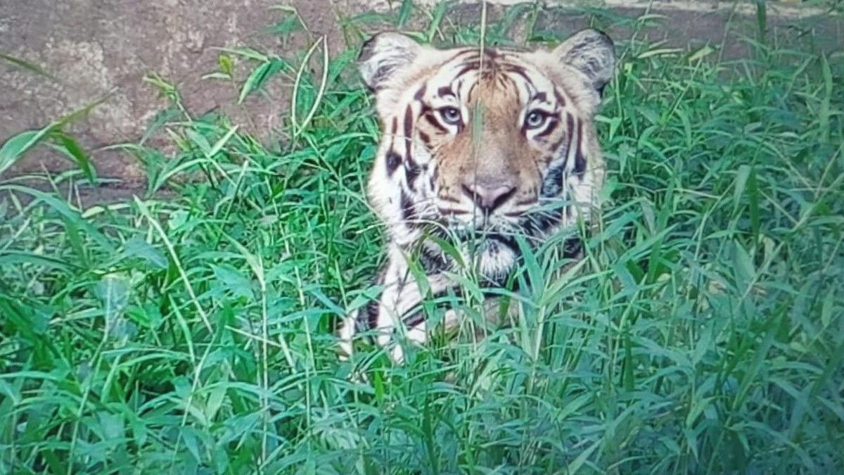 Veterinarians to assess rescued tiger’s recovery from surgery for lost canine at Anamalai Tiger Reserve in Tamil Nadu