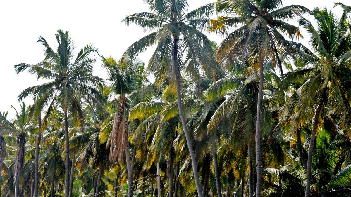 As diseases take hold of their trees, coconut farmers in Pollachi belt are in severe distress