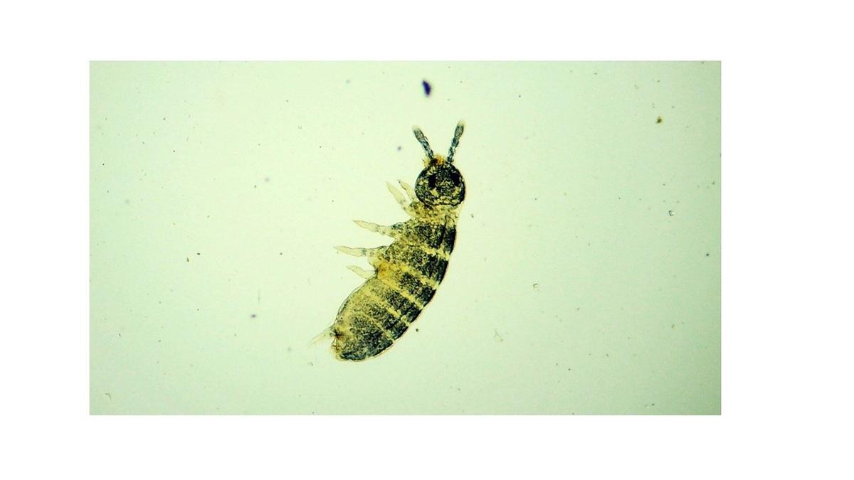 Researchers ‘rediscover’ lost hexapod species described from the Nilgiris