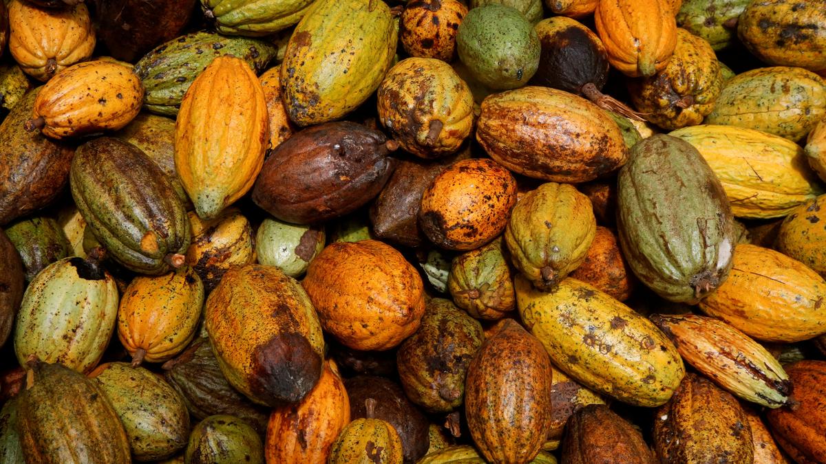 Dry weather threatens Ivory Coast cocoa crop, farmers say