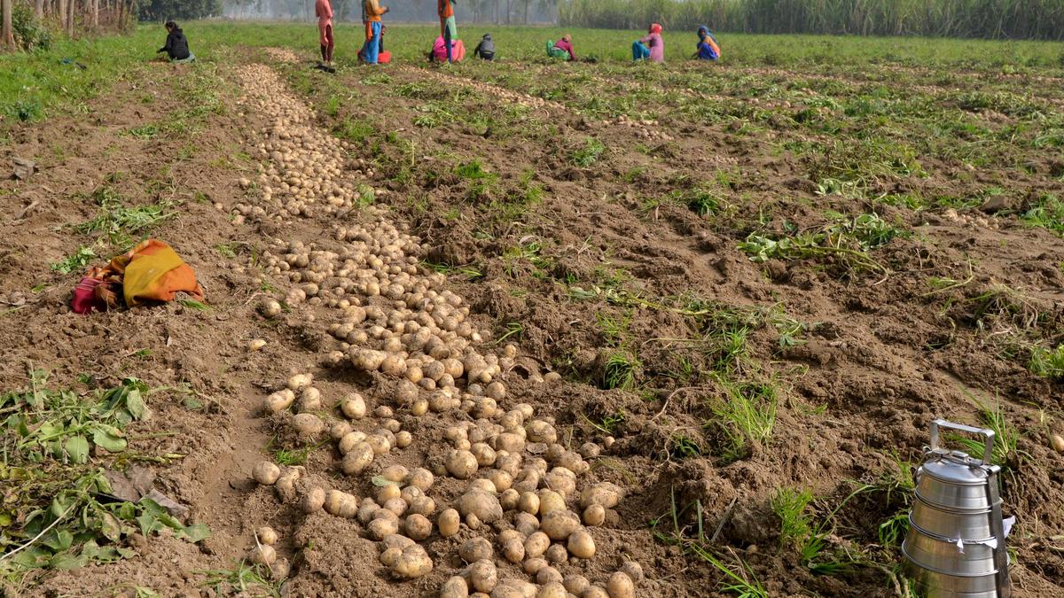 Potato cultivation taken up in Barmer to strengthen agricultural