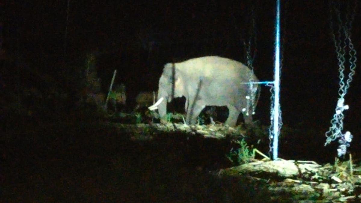 Movement of wild elephant Karuppan being monitored at Thattakarai forest area