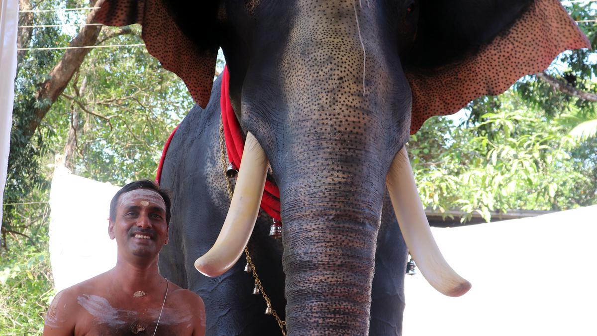 Robotic elephant offered to temple at a colourful function 