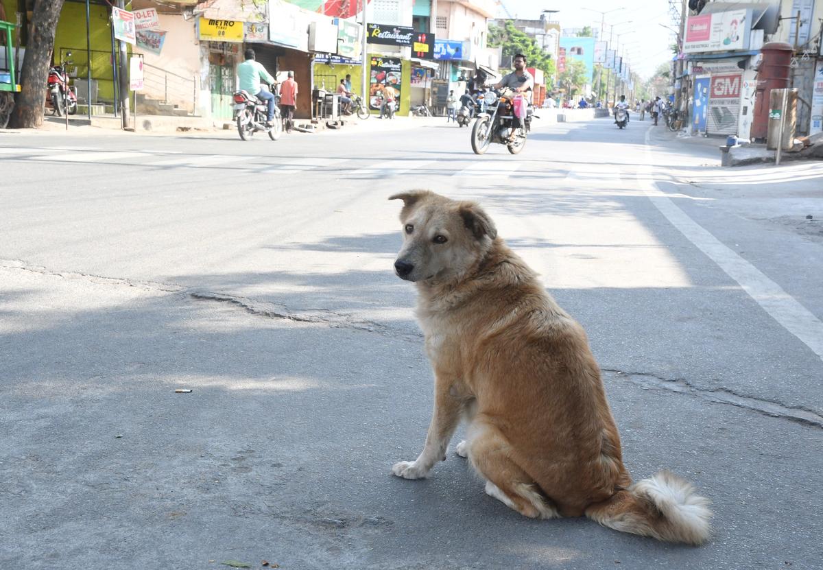 Can Dogs Get Sick From Air Conditioning