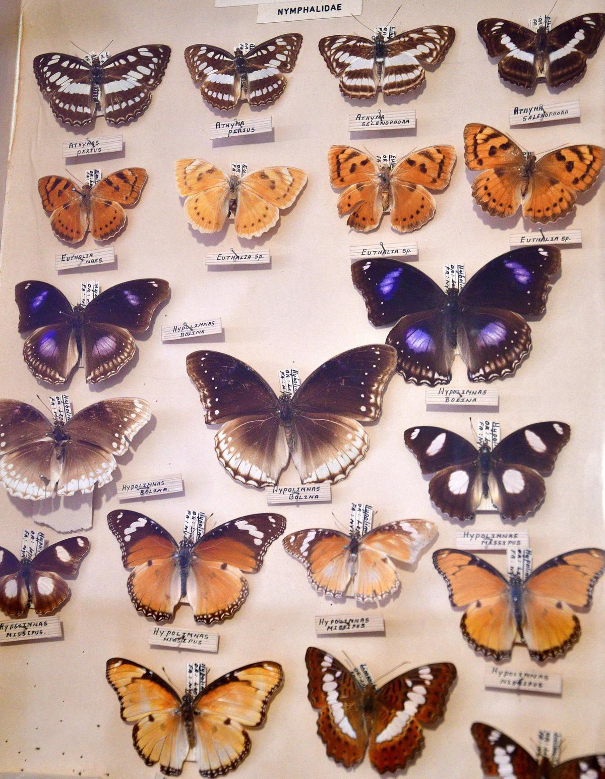 Entomology section