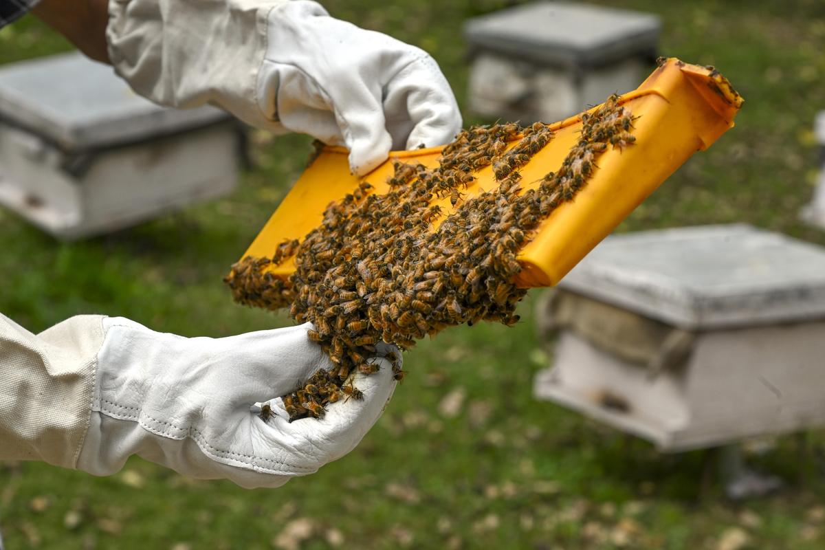 A local farmer shows a bee hive frame in his honey farm in central Kashmir.