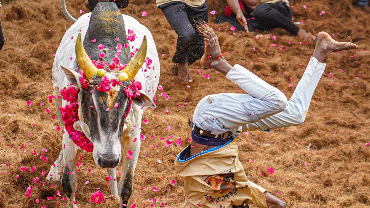 Twenty six injured in jallikattu organised in Tiruchi, Pudukottai