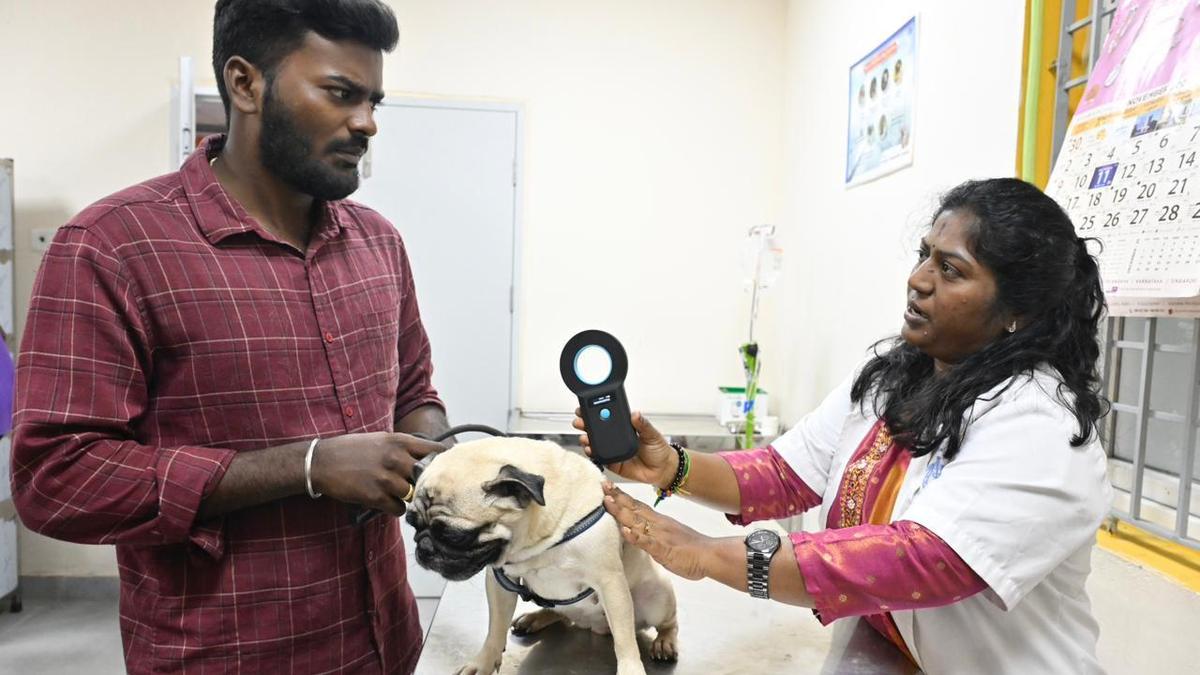 Pet owners in Chennai flag problems in online licensing, long queues at ABC centres