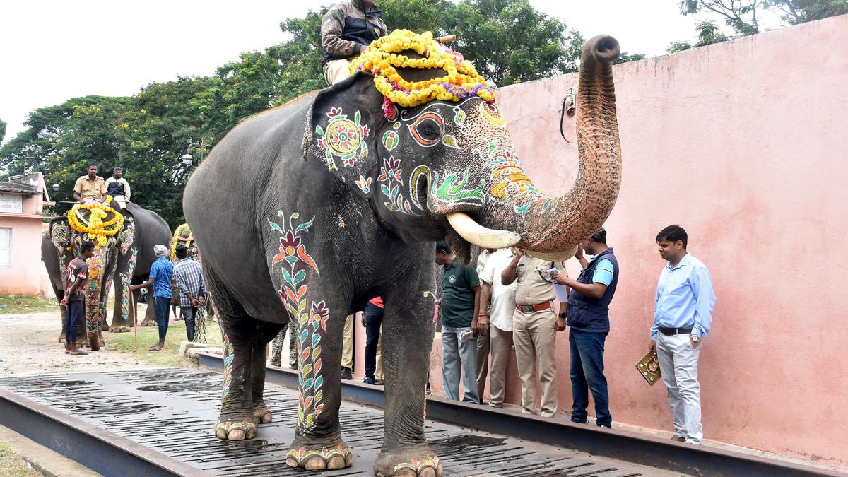 Weighing over five tonne, Abhimanyu is heaviest of Dasara elephants
