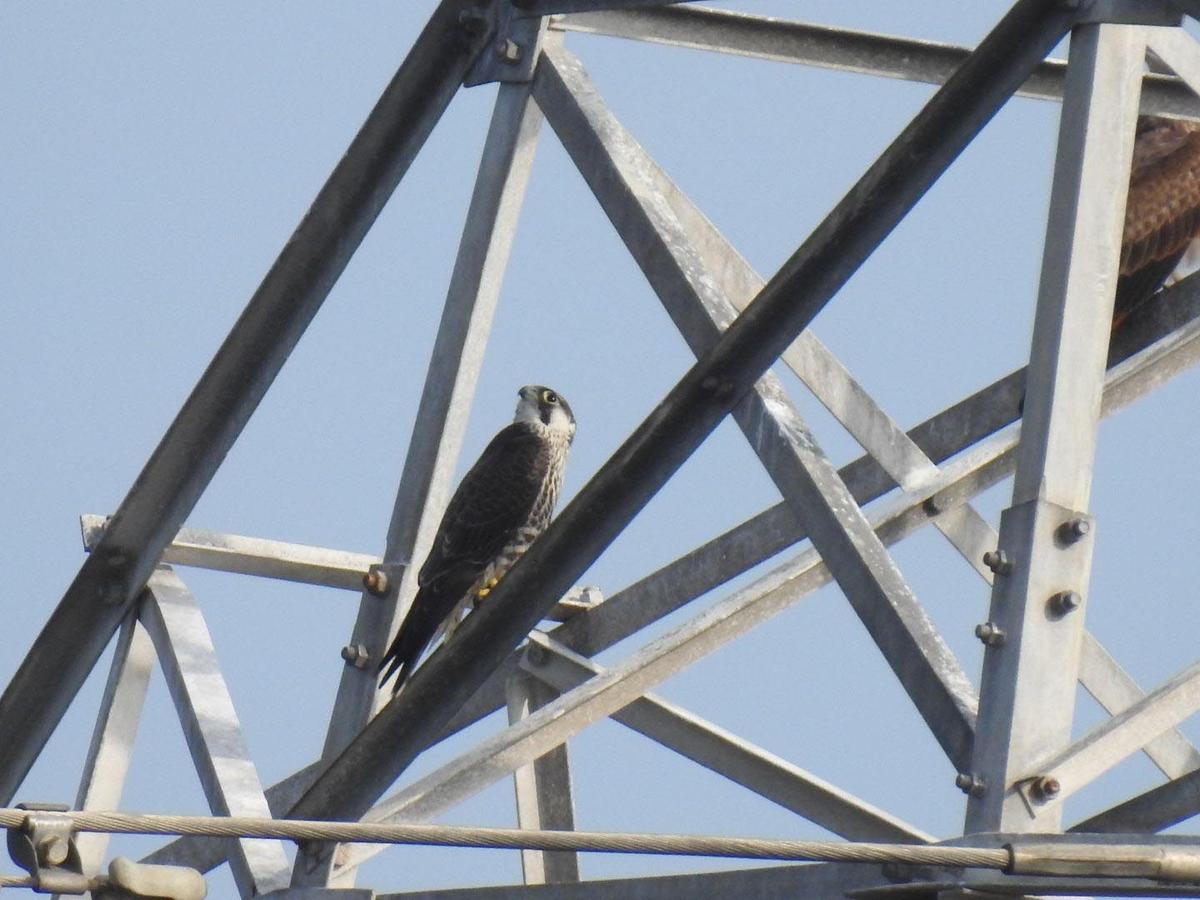 A peregrine perched on a high tension power line tower