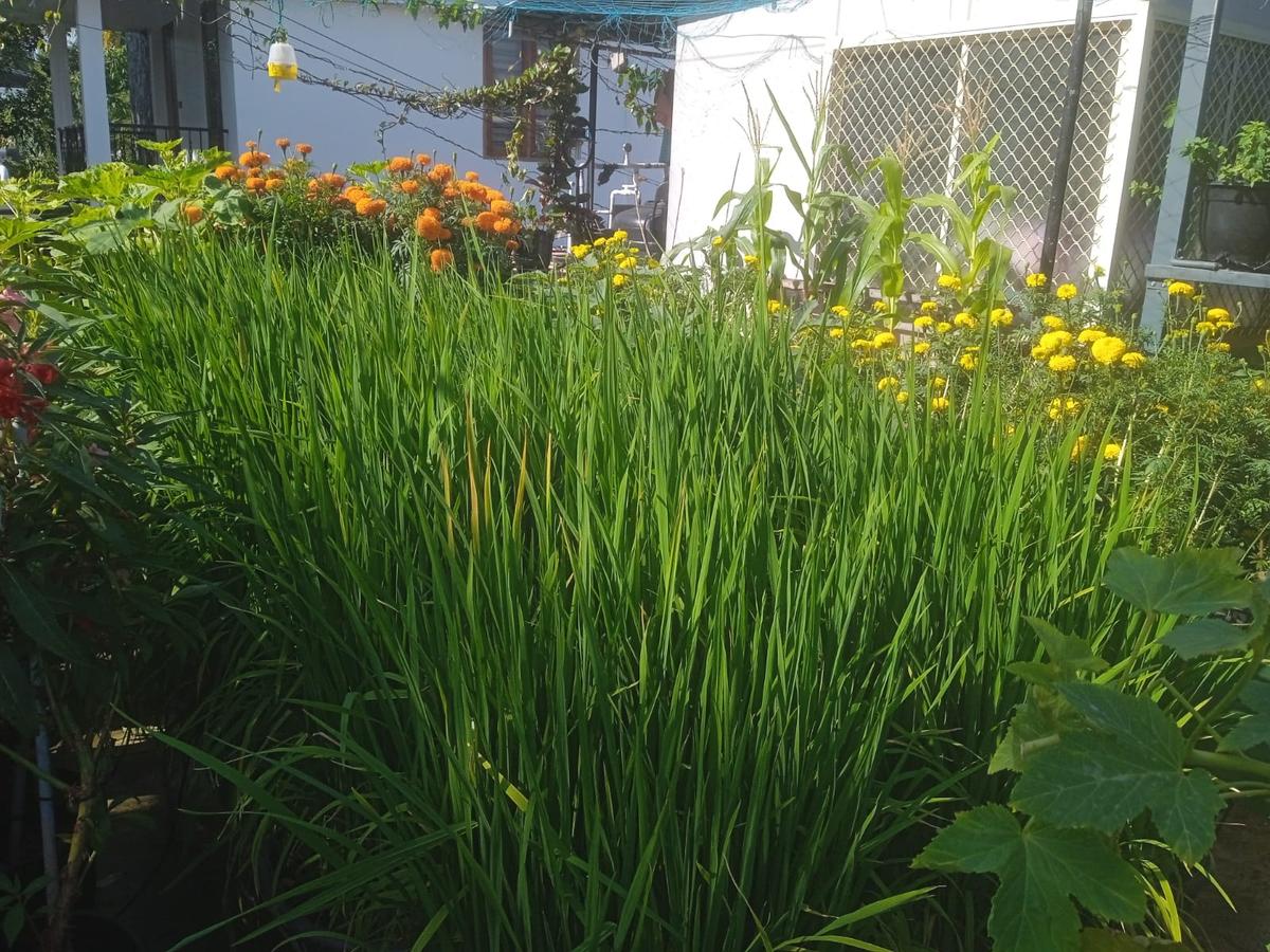 Paddy grown on terrace at N Harikesan Nair's home Paddy grown on terrace at N Harikesan Nair's home