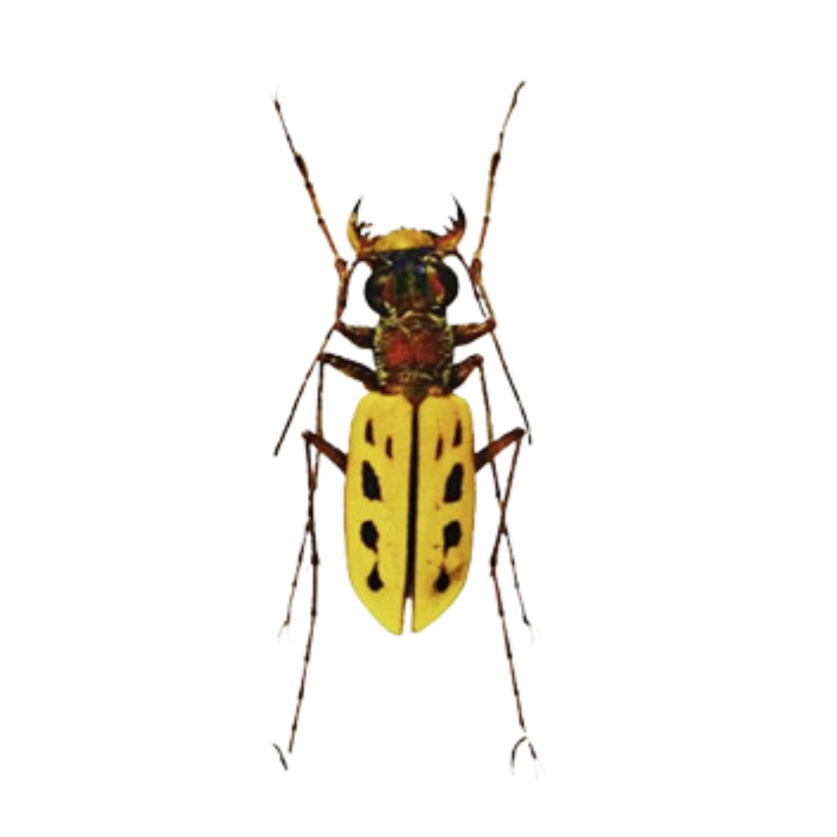 Waxen tiger beetle