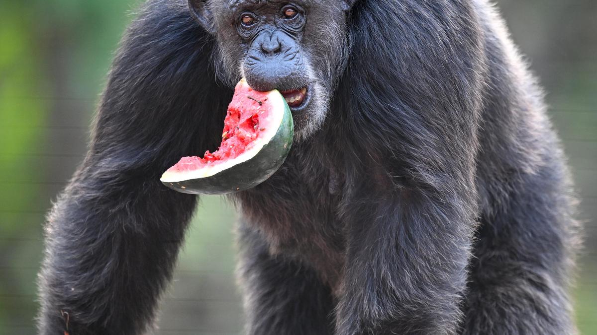 How Visakhapatnam zoo keeps animals cool as temperatures rise