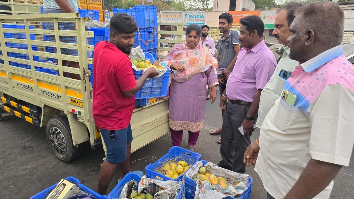 Le Département de la sécurité alimentaire étend la répression contre la vente de mangues mûries artificiellement aux magasins en bord de route à Tiruppur