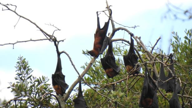 &lsquo;Bat habitats in South Western Ghats lie predominantly outside protected areas&rsquo;
&nbsp;