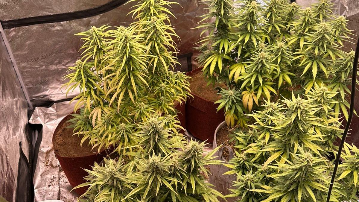 Shivamogga police conduct drive against consumption of ganja