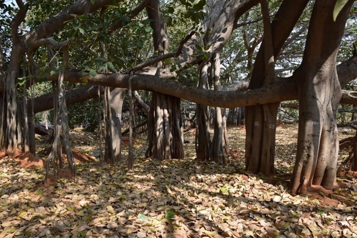 Thimmamma’s gigantic banyan tree, the largest tree by net canopy cover area. Thimmamma’s gigantic banyan tree, the largest tree by net canopy cover area.