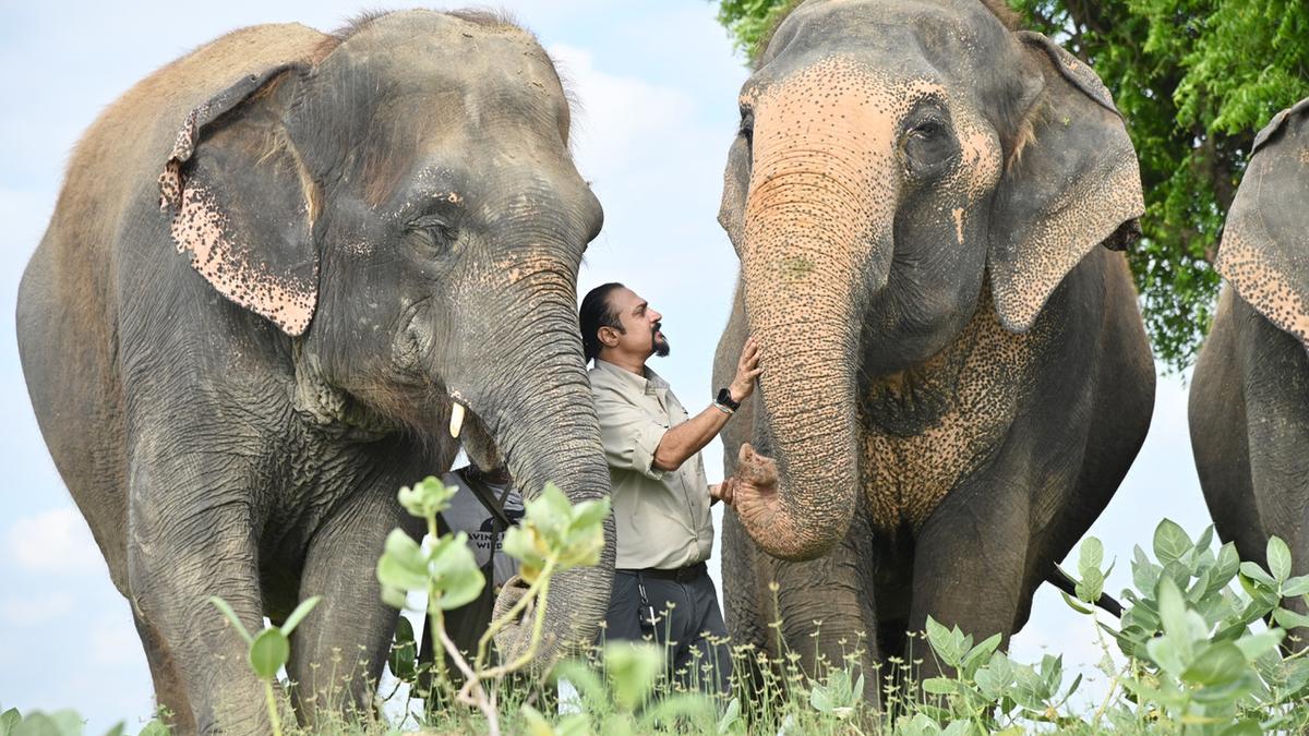 Watch | Take a tour of the Wildlife SOS Elephant Hospital