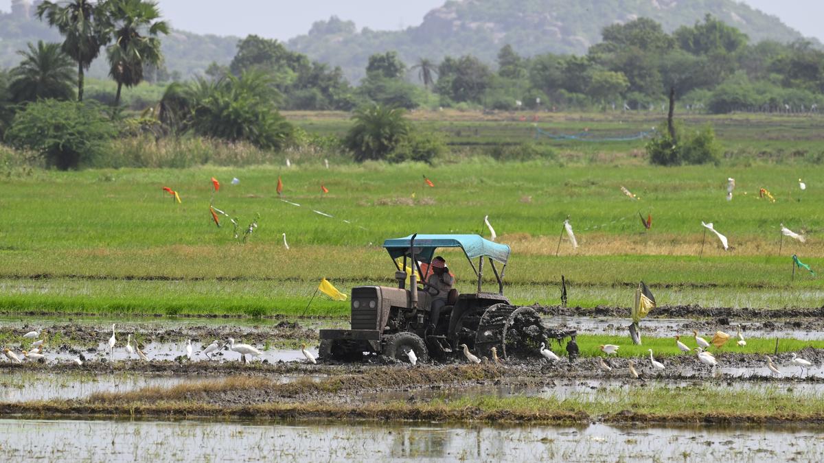 An additional 1.17 lakh MT of urea for Telangana in September