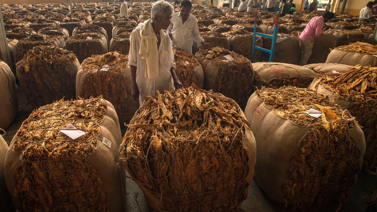 Tobacco auctions set to begin across 10 platforms in Karnataka from October 8