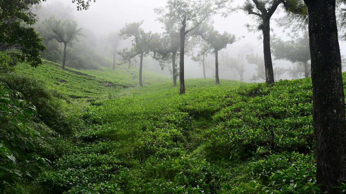 The tea gardens at Manjolai fall silent as company gets ready to cease operations